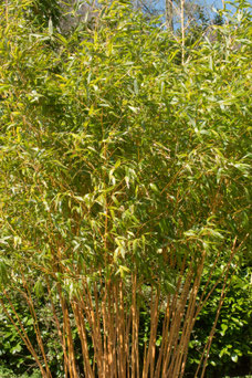 Phyllostachys aurea