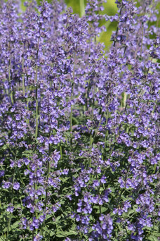 Nepeta faassenii