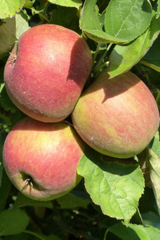 Malus domestica Goudreinette 'Rode Boskoop'