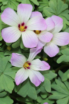 Oxalis adenophylla