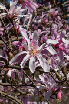 Magnolia stellata 'Rosea'