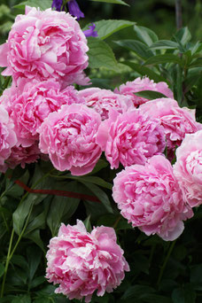 Paeonia 'Karl Rosenfield'