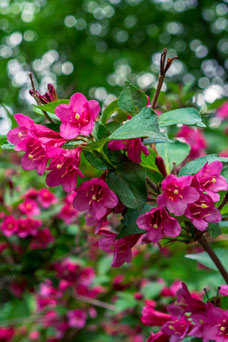 Weigela Evita