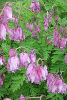 Dicentra formosa