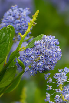 Ceanothus thyrsiflorus var. repens