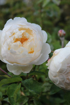 Rosa 'Glamis Castle'