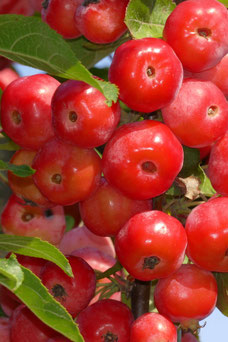 Malus 'Red Sentinel'