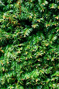 Taxus baccata