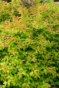 Spiraea bulmada 'Goldflame'