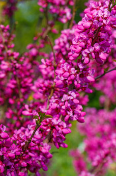 Cercis chinensis 'Avondale'