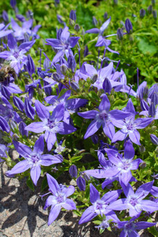 Campanula poscharskyana