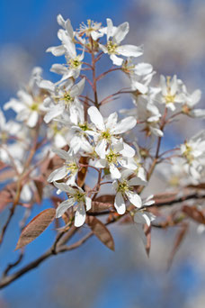 Amelanchier lamarckii