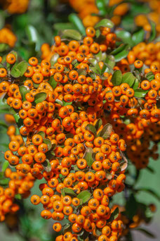 Pyracantha 'Golden Charmer'