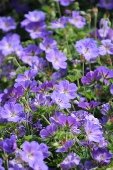 Geranium 'Orion'