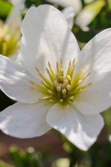 Clematis 'Joe'