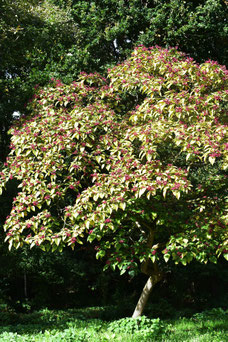 Clerondendrum trichotomum