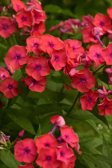 Phlox 'Orange Perfection'