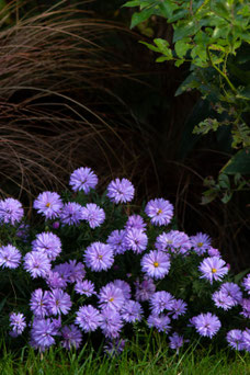 Aster 'Lady in Blue'