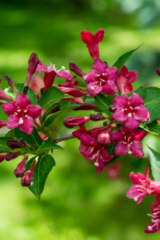 Weigela 'Bristol Ruby'