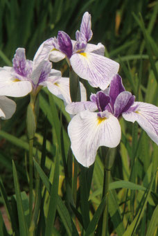 Iris Kaempferi