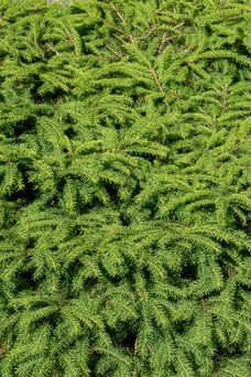 Picea abies 'Nidiformis'