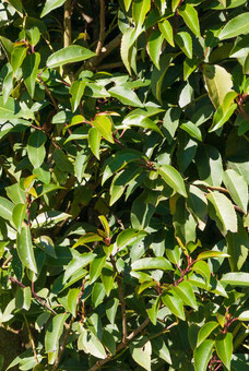 Prunus lustanica