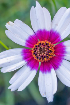 Coreopsis rosea 'Sweet Dreams'