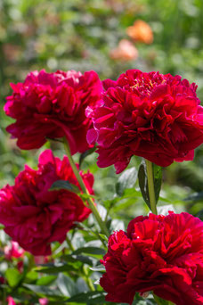 Paeonia 'Sarah Bernhardt'