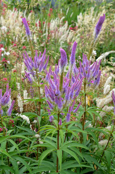 Veronicastrum virginicum 'Fascination'