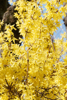 Forsythia intermedia 'Weekend'