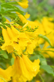 Campsis radicans 'Flava'