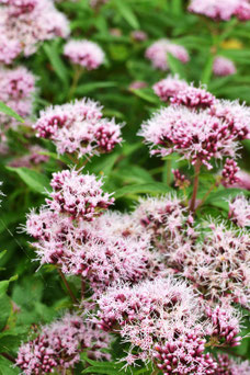 Valeriana officinalis