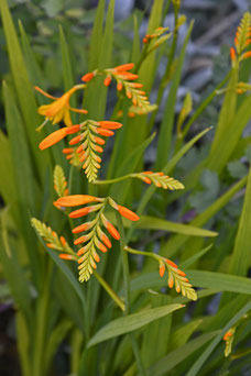 Crocosmia 'George Davidson'