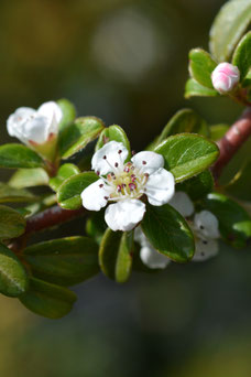 Cotoneaster suecicus 'Coral Beauty'