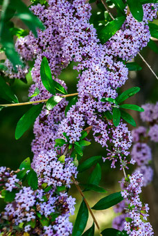 Buddleja alternifolia