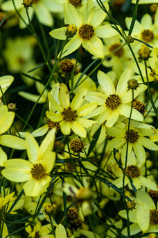 Coreopsis verticillata 'Moonbeam'