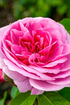 Rosa 'Gertrude Jekyll'