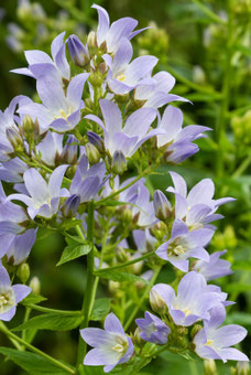 Campanula lactiflora