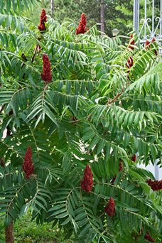 Rhus typhina