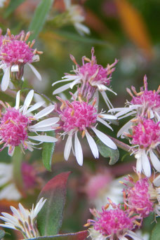 Aster lateriflorus 'Lady in Black'