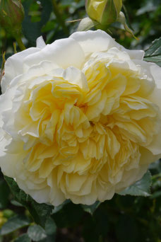 Rosa 'The Pilgrim'