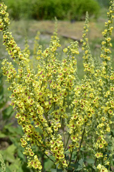 Verbascum nigrum