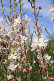 Gaura lindheimeri 'Whirling Butterflies'