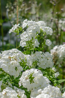 Phlox 'White Admiral'