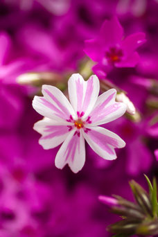 Phlox 'All in One'