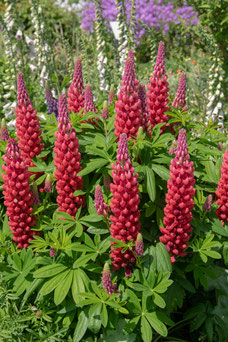 Lupinus 'Gallery Red'