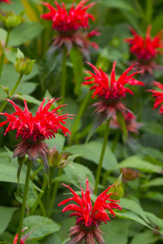 Monarda 'Cambridge Scarlet'