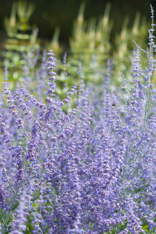 Perovskia atriplicifolia 'Blue Spire'