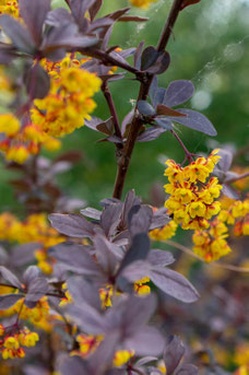 Berberis thunbergii 'Atropurpurea Nana'