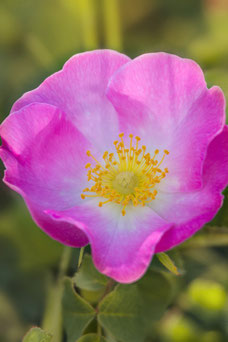 Rosa 'Rubiginosa'